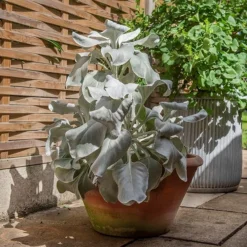 Lucca Terracotta Pot 15 Lucca Terracotta Pot -Cheap Plants Store pr2000012805 card8 lg