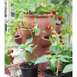 Terracotta Strawberry Planter -Cheap Plants Store pr2000012807 card4 lg scaled