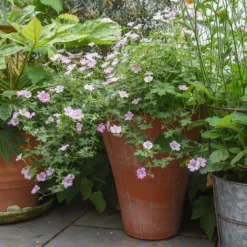 Empoli Terracotta Lily Pot -Cheap Plants Store pr2000012808 card4 lg