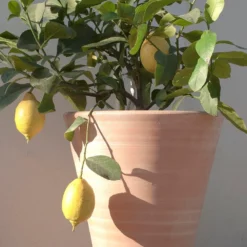 Empoli Terracotta Lily Pot -Cheap Plants Store pr2000012808 card6 lg