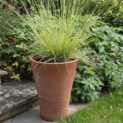 Empoli Terracotta Lily Pot -Cheap Plants Store pr2000012808 card7 lg