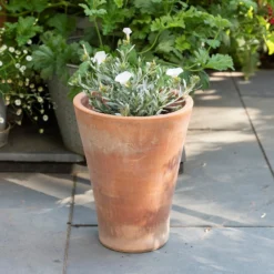 Empoli Terracotta Lily Pot -Cheap Plants Store pr2000012808 card8 lg