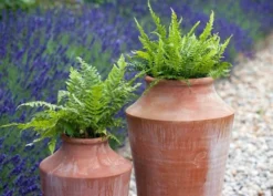Terracotta Oil Pot -Cheap Plants Store pr2000016940 card3 lg