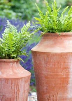 Terracotta Oil Pot -Cheap Plants Store pr2000016940 card4 lg