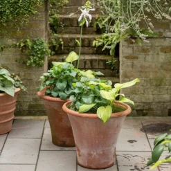 Terracotta Arc Pot -Cheap Plants Store pr2000016942 card5 lg