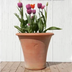 Terracotta Arc Pot -Cheap Plants Store pr2000016942 card8 lg