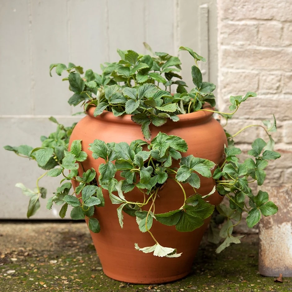 Terracotta Strawberry Pot 1 Terracotta Strawberry Pot