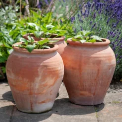 Terracotta Tulip Pot -Cheap Plants Store pr2000017349 card10 lg