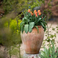 Terracotta Tulip Pot -Cheap Plants Store pr2000017349 card3 lg