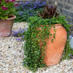 Terracotta Tulip Pot -Cheap Plants Store pr2000017349 card6 lg