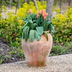 Terracotta Tulip Pot -Cheap Plants Store pr2000017349 card7 lg