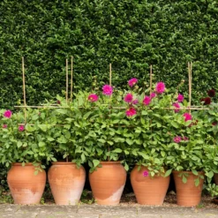 Terracotta Tulip Pot -Cheap Plants Store pr2000017349 card8 lg