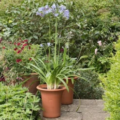 Terracotta Flared Rim Pot -Cheap Plants Store pr2000017350 card3 lg