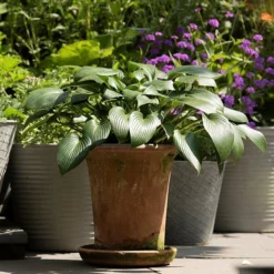 Terracotta Flared Rim Pot -Cheap Plants Store pr2000017350 card6 lg