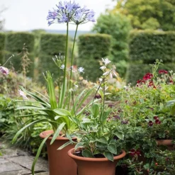 Terracotta Flared Rim Pot -Cheap Plants Store pr2000017350 card7 lg