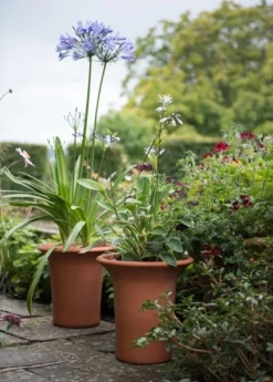 Terracotta Flared Rim Pot -Cheap Plants Store pr2000017350 card8 lg