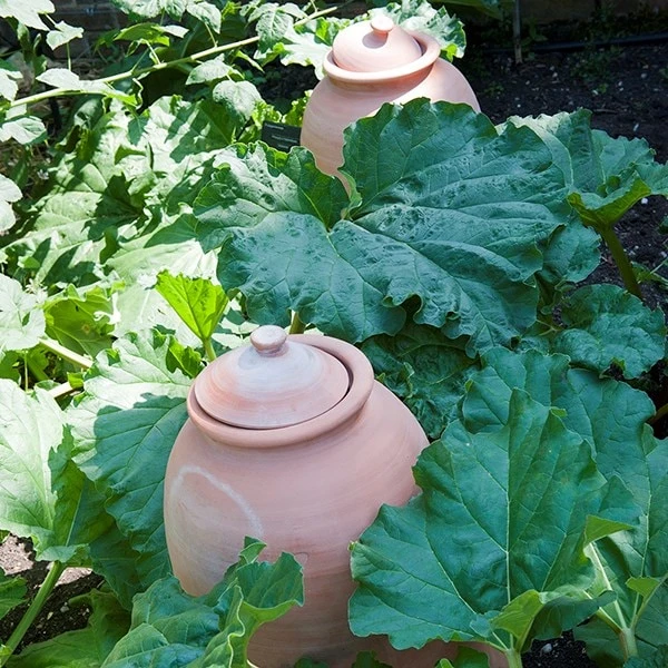 Terracotta Rhubarb Forcer 2 Terracotta Rhubarb Forcer - Image 2