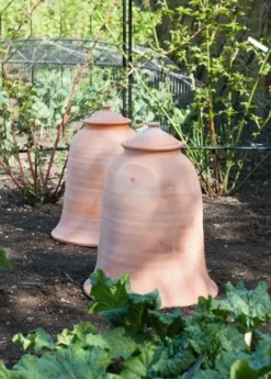 Terracotta Rhubarb Forcer 12 Terracotta Rhubarb Forcer -Cheap Plants Store pr2000017359 card5 lg