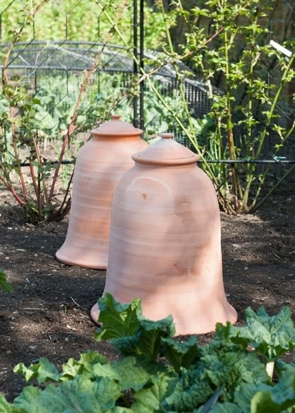 Terracotta Rhubarb Forcer 5 Terracotta Rhubarb Forcer - Image 5