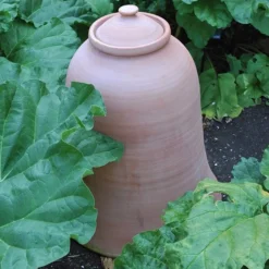 Terracotta Rhubarb Forcer 13 Terracotta Rhubarb Forcer -Cheap Plants Store pr2000017359 card6 lg
