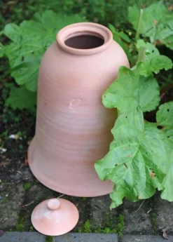 Terracotta Rhubarb Forcer 14 Terracotta Rhubarb Forcer -Cheap Plants Store pr2000017359 card7 lg