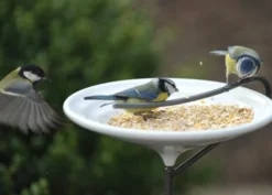 Stake Bird Bath - Crocus Green -Cheap Plants Store pr2000018461 card3 lg