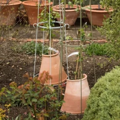 Clematis Root Protector -Cheap Plants Store pr2000020697 card3 lg