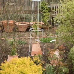 Clematis Root Protector -Cheap Plants Store pr2000020697 card4 lg