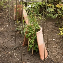 Clematis Root Protector -Cheap Plants Store pr2000020697 card5 lg