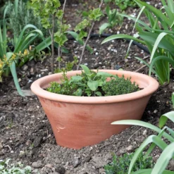 Terracotta Rimmed Grow Pot -Cheap Plants Store pr2000022763 card3 lg