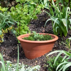 Terracotta Rimmed Grow Pot -Cheap Plants Store pr2000022763 card5 lg