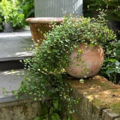 Terracotta Babylon Hanging Pot -Cheap Plants Store pr2000023695 card8 lg