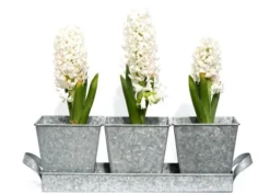 Galvanised Pots - Set Of 3 With Tray -Cheap Plants Store pr2000026339 card3 lg