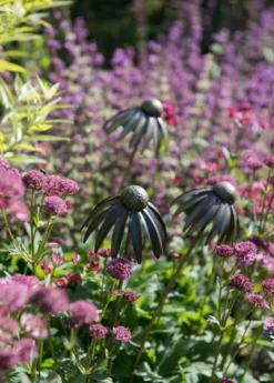Echinacea Plant Stake - Antique Bronze -Cheap Plants Store pr2000026357 card7 lg