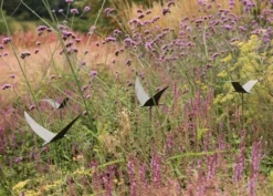 Silhouette Flying Bird -Cheap Plants Store pr2000026361 card3 lg