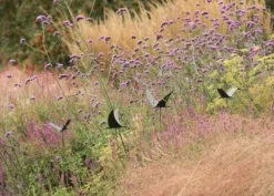 Silhouette Flying Bird -Cheap Plants Store pr2000026361 card6 lg