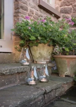 Tulip Hurricane Lantern 13 Tulip Hurricane Lantern -Cheap Plants Store pr2000026365 card7 lg