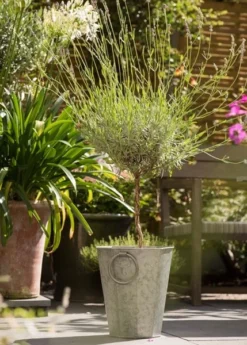 Faceted Galvanised Planter 19 Faceted Galvanised Planter -Cheap Plants Store pr2000027856 card10 lg