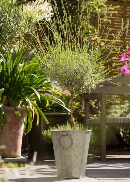 Faceted Galvanised Planter 10 Faceted Galvanised Planter - Image 10