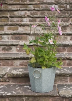 Faceted Galvanised Planter 12 Faceted Galvanised Planter -Cheap Plants Store pr2000027856 card3 lg