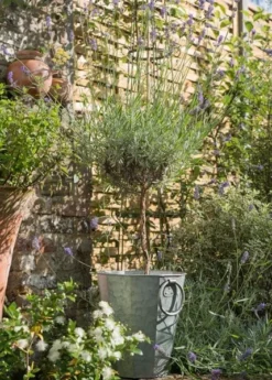 Faceted Galvanised Planter 16 Faceted Galvanised Planter -Cheap Plants Store pr2000027856 card7 lg