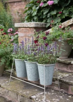Three Galvanised Pots And Stand 7 Three Galvanised Pots And Stand -Cheap Plants Store pr2000027863 card3 lg