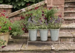 Three Galvanised Pots And Stand 9 Three Galvanised Pots And Stand -Cheap Plants Store pr2000027863 card5 lg