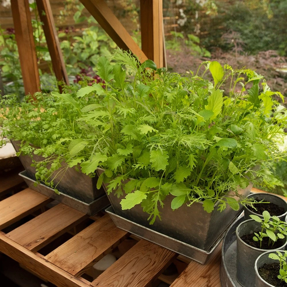 Galvanised Planter 2 Galvanised Planter - Image 2