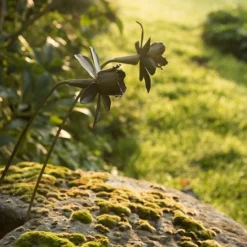 Daffodil Flower Stake - Antique Brass -Cheap Plants Store pr2000028377 card4 lg