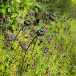 Poppy Seed Head Stake - Small Seed Head -Cheap Plants Store pr2000028379 card3 lg