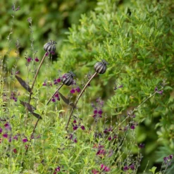 Poppy Seed Head Stake - Small Seed Head -Cheap Plants Store pr2000028379 card6 lg