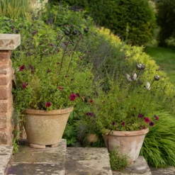 Poppy Seed Head Stake - Small Seed Head -Cheap Plants Store pr2000028379 card8 lg