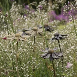 Helenium Flower Stake 12 Helenium Flower Stake -Cheap Plants Store pr2000028383 card3 lg