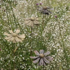 Helenium Flower Stake 15 Helenium Flower Stake -Cheap Plants Store pr2000028383 card6 lg